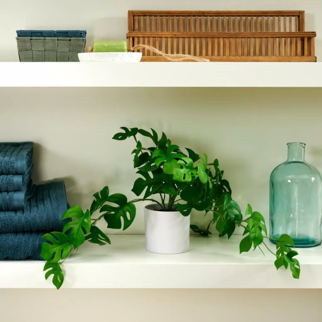 CASA MONSTERA Planta Varios Colores, Blanco, Verde