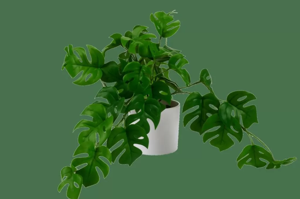 CASA MONSTERA Planta Varios Colores, Blanco, Verde